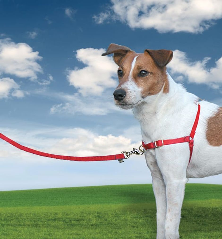 anti zieh halsband Anti-Zug-Hundehalsband | BioThane® main image 0